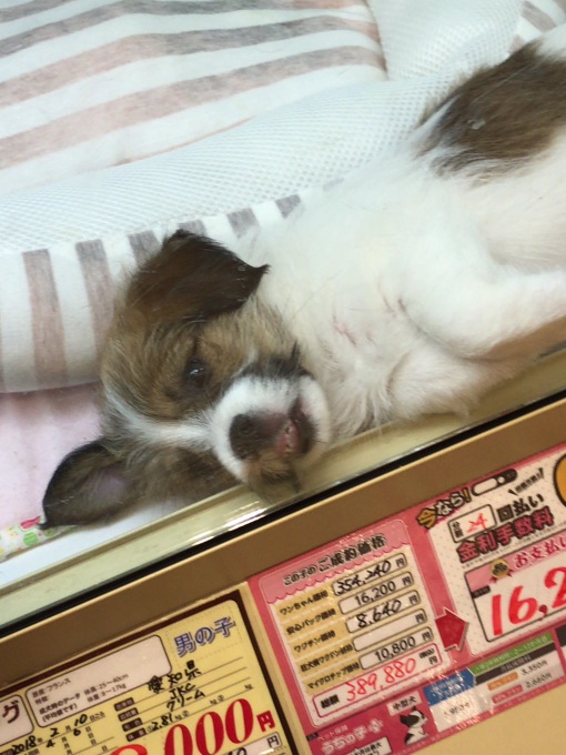 5月7日 可愛い動物達に会いにきて イズミヤ八幡店 いいねいいねドットコム 東部大阪エリア 地域スーパー情報サイト